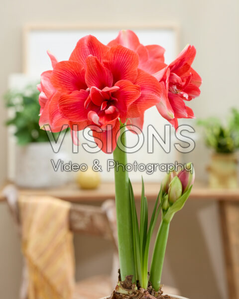Hippeastrum Cherry Harmony