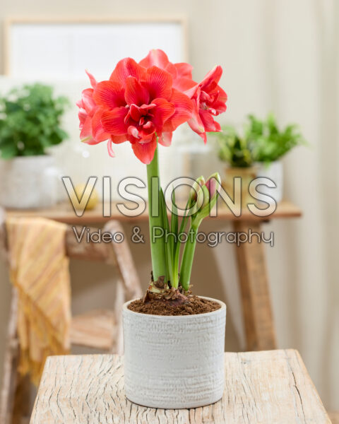 Hippeastrum Cherry Harmony Hippeastrum Cherry Harmony