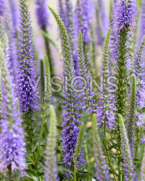 Veronica Spike