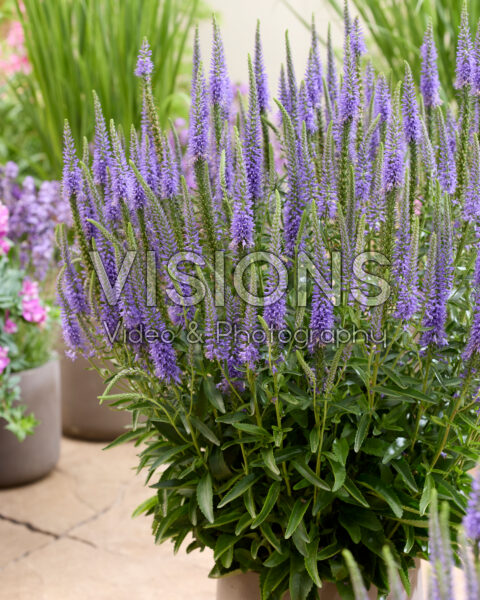 Veronica Spike