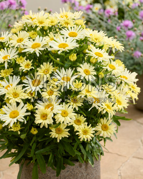 Leucanthemum Sunshine Freak