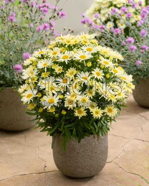 Leucanthemum Sunshine Freak