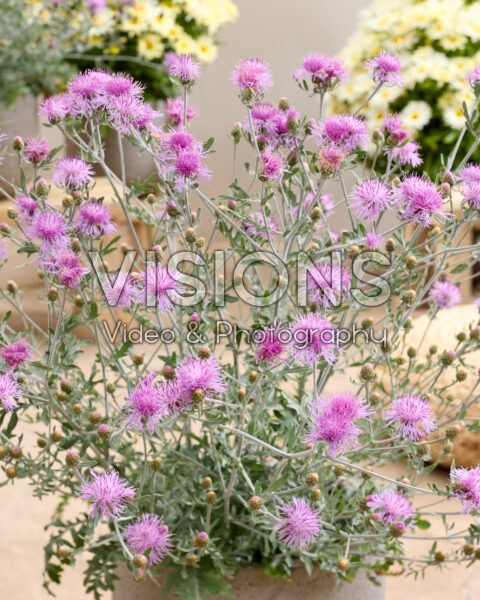Centaurea Silver Feather