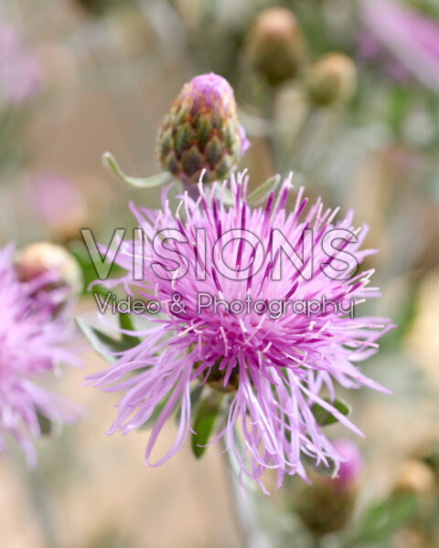 Centaurea Silver Feather