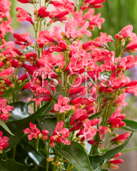 Penstemon Rock Candy Coral®