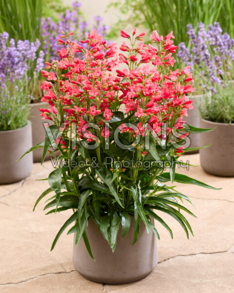 Penstemon Rock Candy Coral®