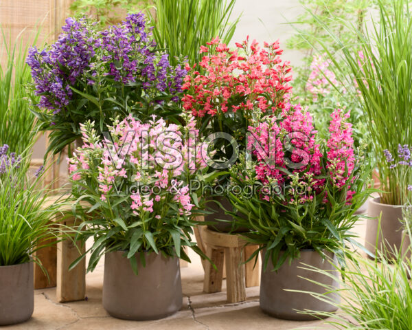 Penstemon Rock Candy® collection Penstemon Rock Candy® collection