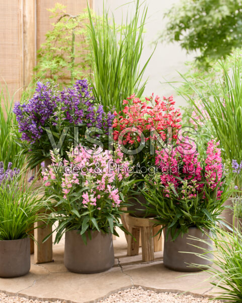 Penstemon Rock Candy® collection