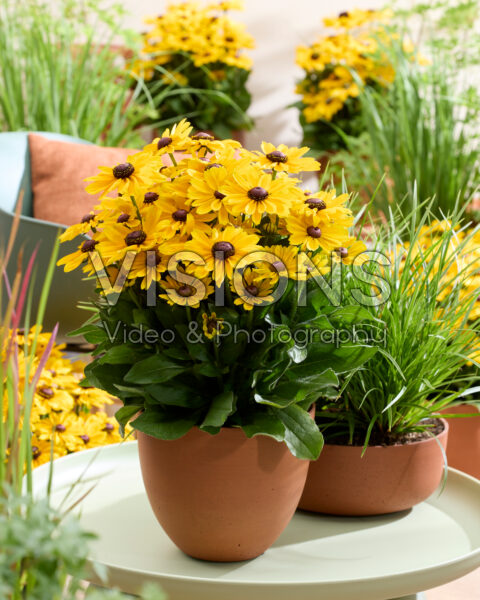 Rudbeckia Yellow Dark Eye