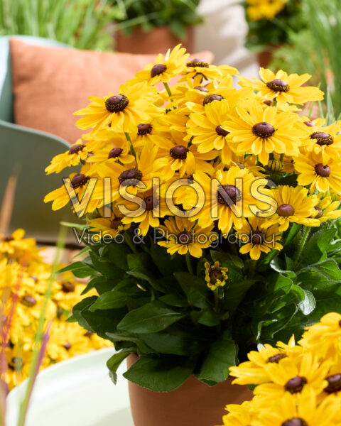 Rudbeckia Yellow Dark Eye
