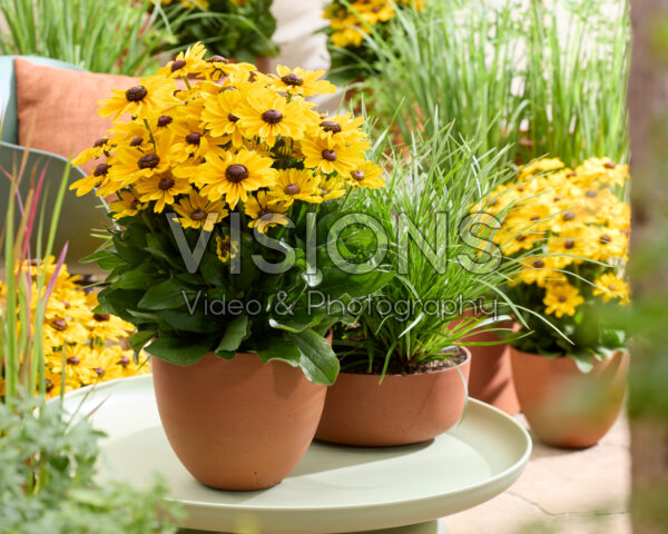Rudbeckia Yellow Dark Eye