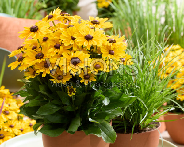 Rudbeckia Yellow Dark Eye
