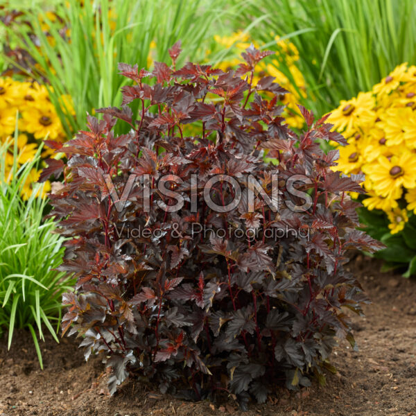 Physocarpus opulifolius Mini Midnight