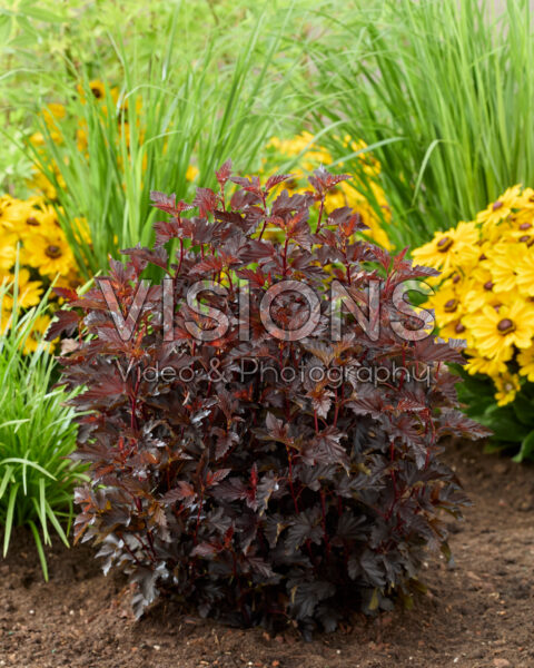 Physocarpus opulifolius Mini Midnight
