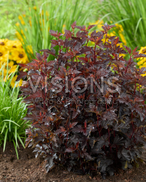 Physocarpus opulifolius Mini Midnight
