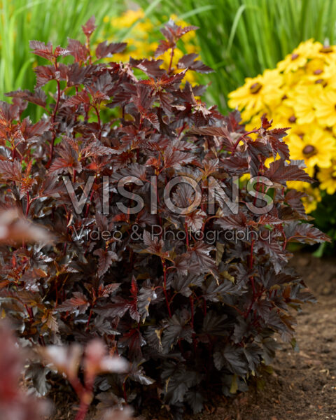 Physocarpus opulifolius Mini Midnight