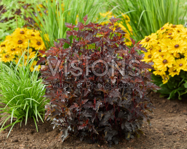 Physocarpus opulifolius Mini Midnight