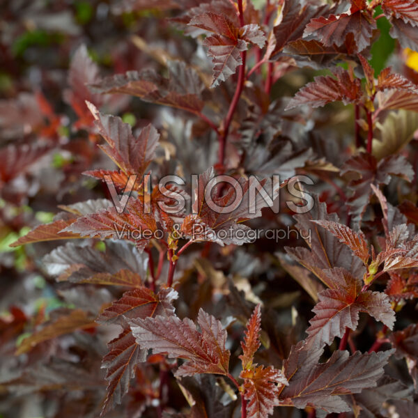 Physocarpus opulifolius Mini Midnight