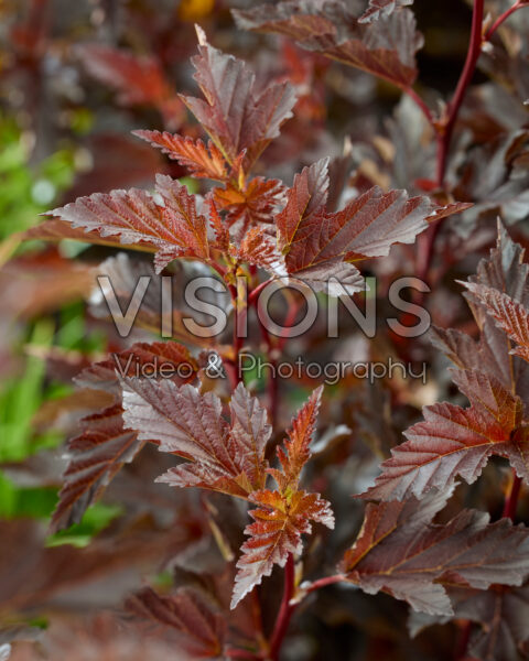 Physocarpus opulifolius Mini Midnight Physocarpus opulifolius Mini Midnight