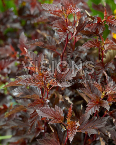 Physocarpus opulifolius Mini Midnight