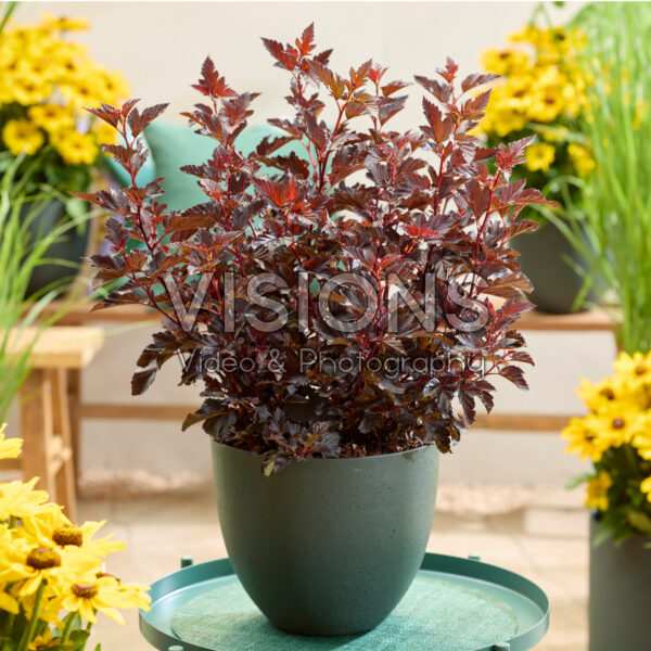Physocarpus opulifolius Mini Midnight