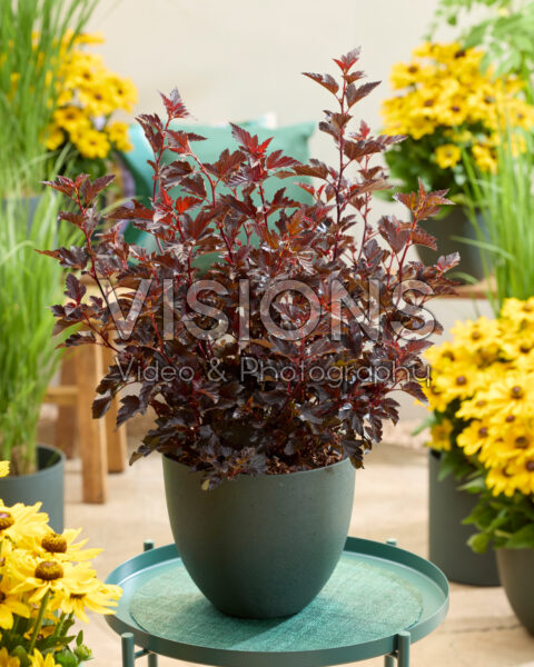 Physocarpus opulifolius Mini Midnight