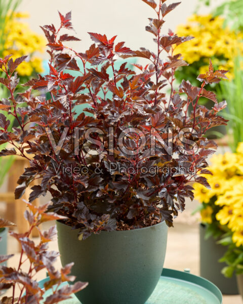 Physocarpus opulifolius Mini Midnight