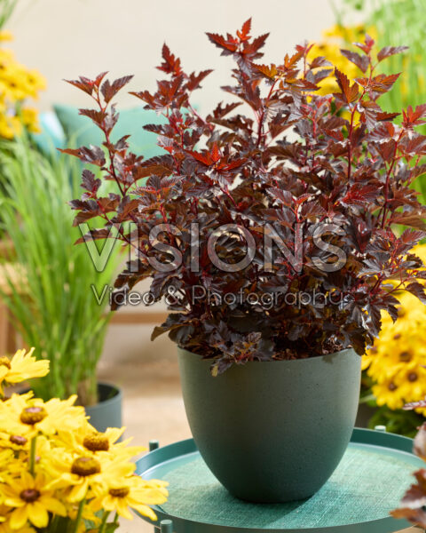 Physocarpus opulifolius Mini Midnight