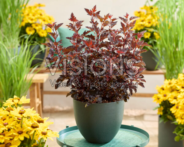 Physocarpus opulifolius Mini Midnight