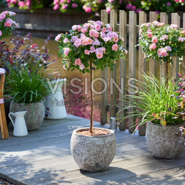 Rosa Amirose®