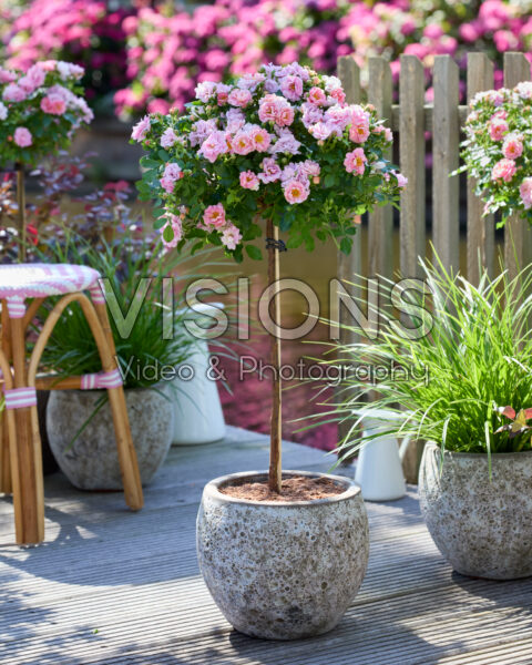 Rosa Amirose®