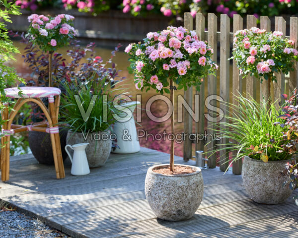 Rosa Amirose®