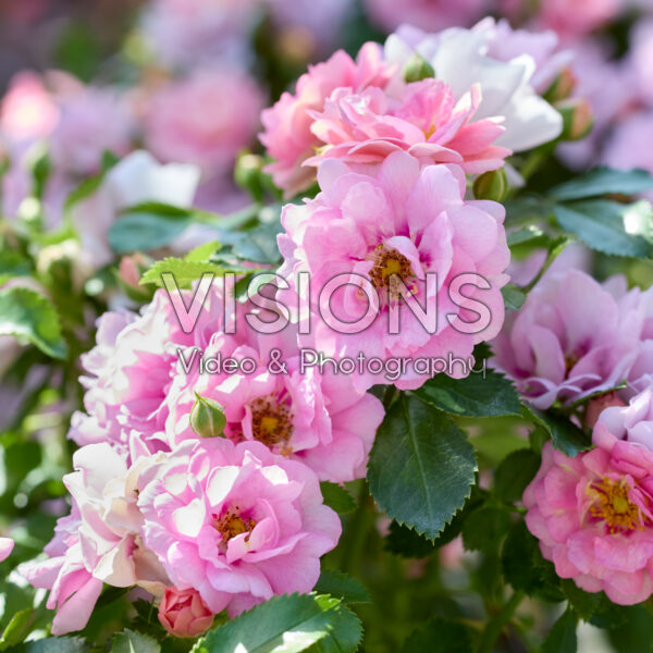 Rosa Amirose®
