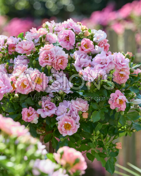 Rosa Amirose®