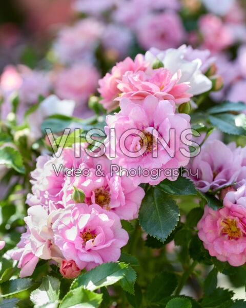 Rosa Amirose® Rosa Amirose®