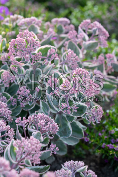 Sedum La Vie en Rose Sedum La Vie en Rose