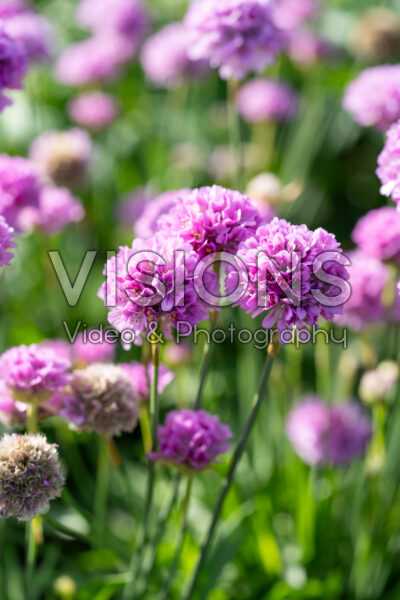 Armeria pseudarmeria Ballerina Purple Rose