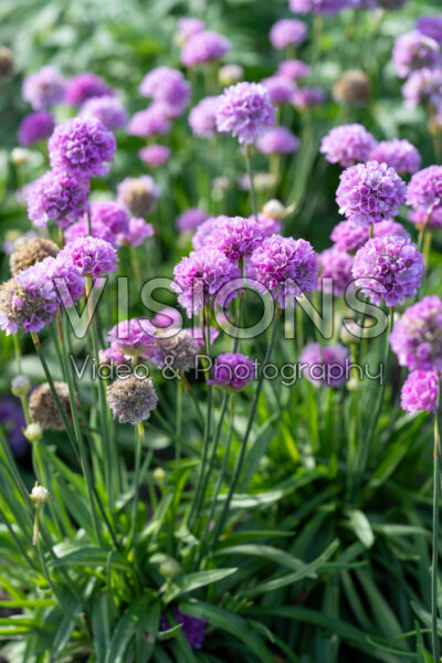 Armeria pseudarmeria Ballerina Purple Rose