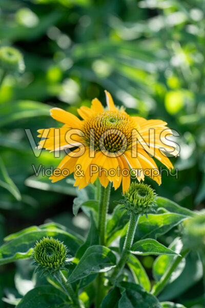 Echinacea Lakota™ exp. Gold 346