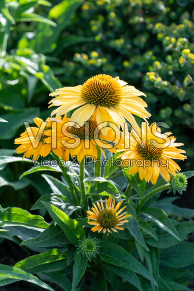Echinacea Lakota™ exp. Gold 346