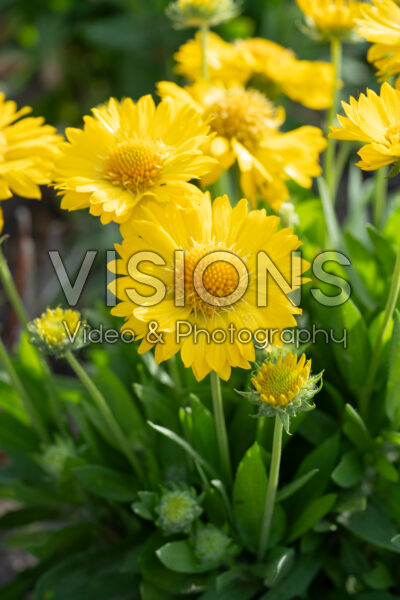 Gaillardia x grandiflora Mesa Yellow
