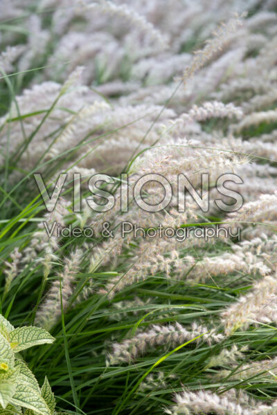 Pennisetum
