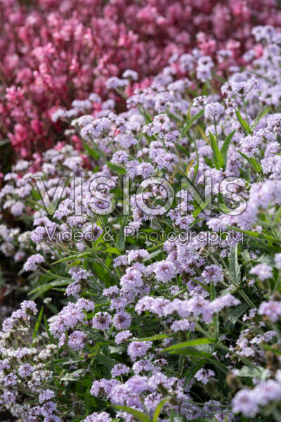 Verbena rigida Polaris Sky Blue Verbena rigida Polaris Sky Blue