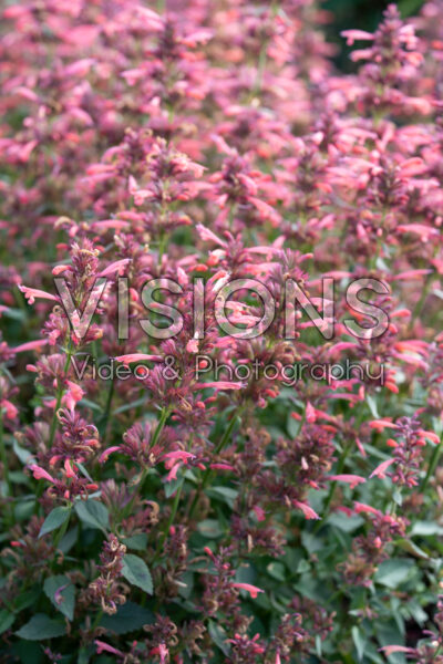 Agastache Summerlong™ Coral
