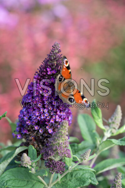 Butterfly on Buddleja flower