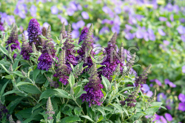Buddleja davidii Little Rockstars® Purple