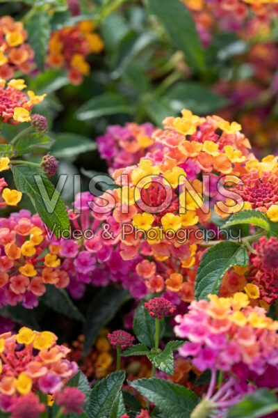 Lantana camara PassionFruit Rose and Yellow