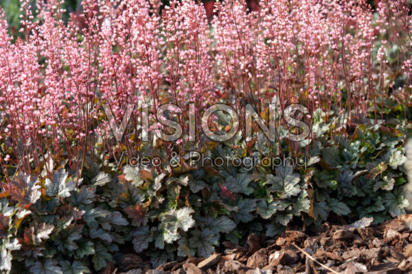 Heucherella Silver
