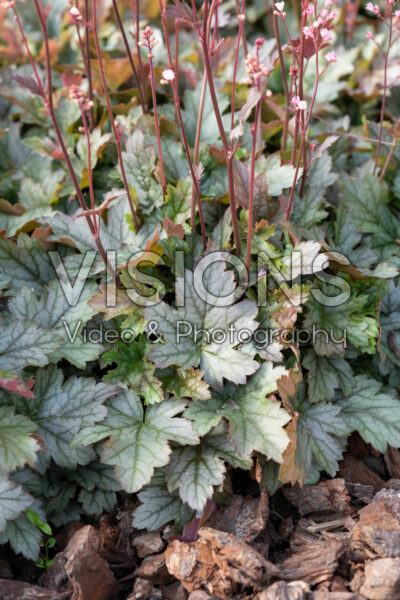 Heucherella Silver
