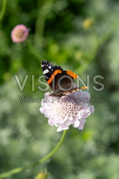 Scabiosa columbaria Atalanta® White